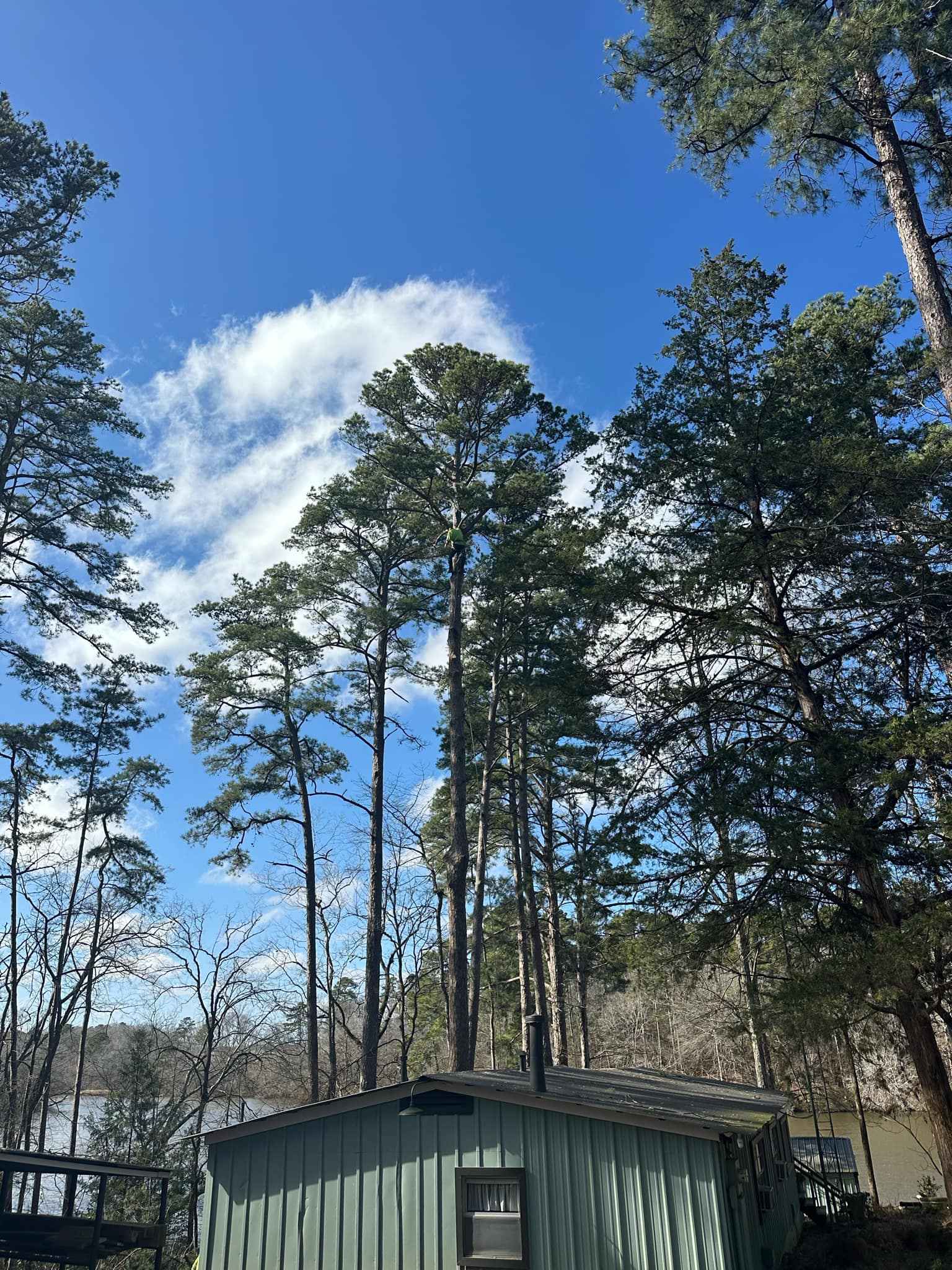 Tree trimming and removal in East Texas