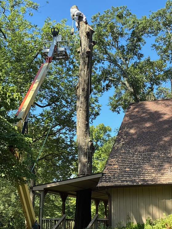 Bucket truck aerial canopy work